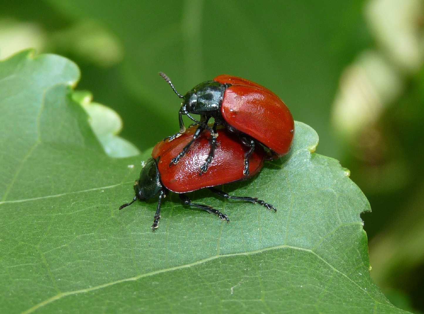 Chrysomela populi